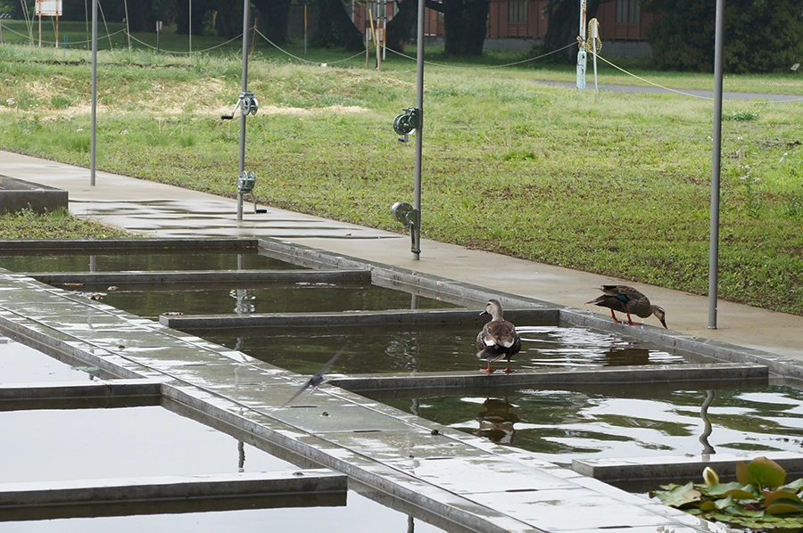 作品メイン画像